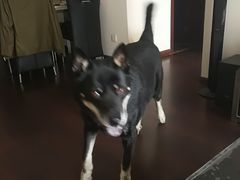 -创凡宠物医院·骨专科  猫科中心(西乡分院)