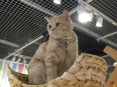 -小时光咖啡馆(开森度假森林店)