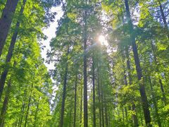 -黄海国家森林公园