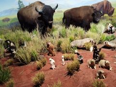 -陕西自然博物馆