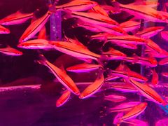 -山东柏宁水族批发广场