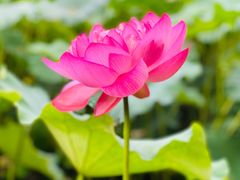 -陈家山荷花公园