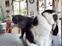 -海边的猫和咖啡馆