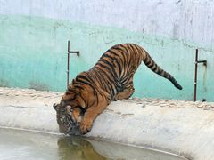 -栾川竹海野生动物园