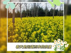 -顾村公园