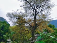 -鼎湖山风景区