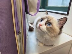 -瑞派·关忠动物医院·猫专科·犬专科(三环新城店)