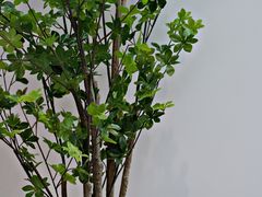 -喜茶(中山利和新地店)
