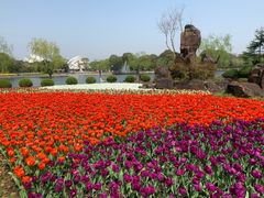 -上海鲜花港