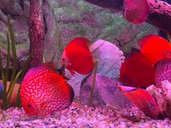 -上海海洋水族馆