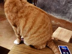 -猫猫幼稚园·撸猫·桌游·电玩