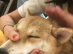 -逗柴咖啡屋·狗咖猫咖宠物桌游