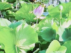 -天津东丽湖风景区