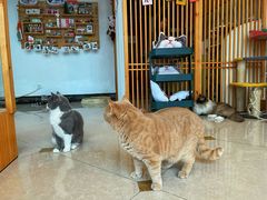 -Catmate·猫肥家润(金润铂宫店)
