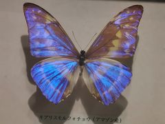 -上海大自然野生昆虫馆(东方明珠·爬宠昆虫探索中心)