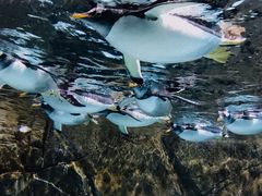 -成都浩海立方海洋公园