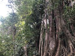 -中国科学院西双版纳热带植物园
