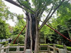 -上海佘山国家森林公园天马山园