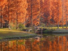 -黄海国家森林公园