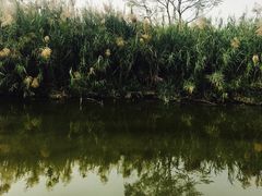 -大湾区中央湿地公园