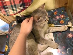 -猫色咖啡·猫咖