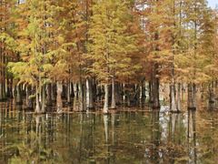 -白鹭湾湿地公园