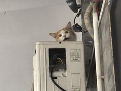 -陈添記·祖傳爽鱼皮·西关老字号(广州首店)