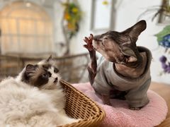 -共舞时光猫咖·狗咖(新街口店)