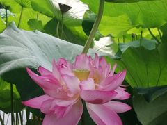 -陈家山荷花公园
