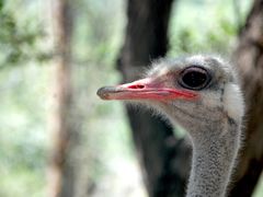 -青藏高原野生动物园