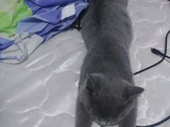 -美联众合动物医院·24h转诊中心