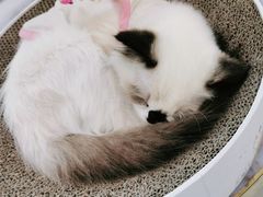 -喵喵咪呀布偶猫咖(春熙路店)