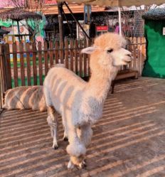 -萌宠亲子动物乐园(槐房万达店)