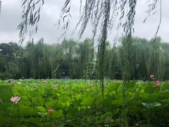 -莲湖公园
