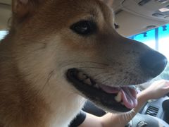 -纳吉亚猫专科动物医院博雅分院