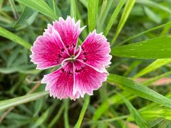 -蘑统田下·野生菌火锅