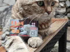 -喵屿·大理花园猫咖