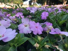 -松山湖梦幻百花洲