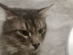 -楼上猫咖(罗湖店)