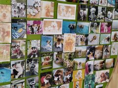 -奈斯宠物医院·核磁CT·异宠专科·内镜(中南店)