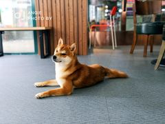 -柴源莊·柴小宠柴犬咖啡