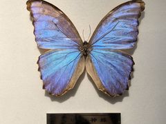 -上海昆虫博物馆