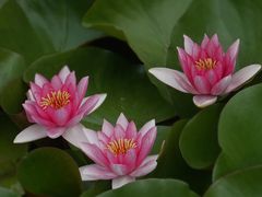 -国家植物园