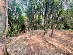 -黄埔油麻山森林公园