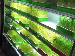 鲜活豌豆苗-番食园鲜食火锅(高新店)
