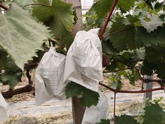 -马陆小张葡萄园农家乐