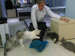 -喵的天空名猫咖啡馆·撸猫·猫舍·用品