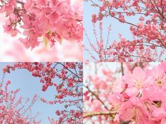 -天适樱花悠乐园