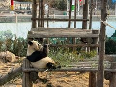 -西霞口神雕山野生动物世界