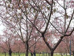 -天适樱花悠乐园